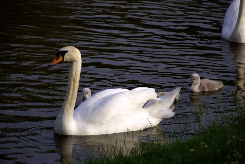 Schwaene auf der Sauer Bild Nr.055